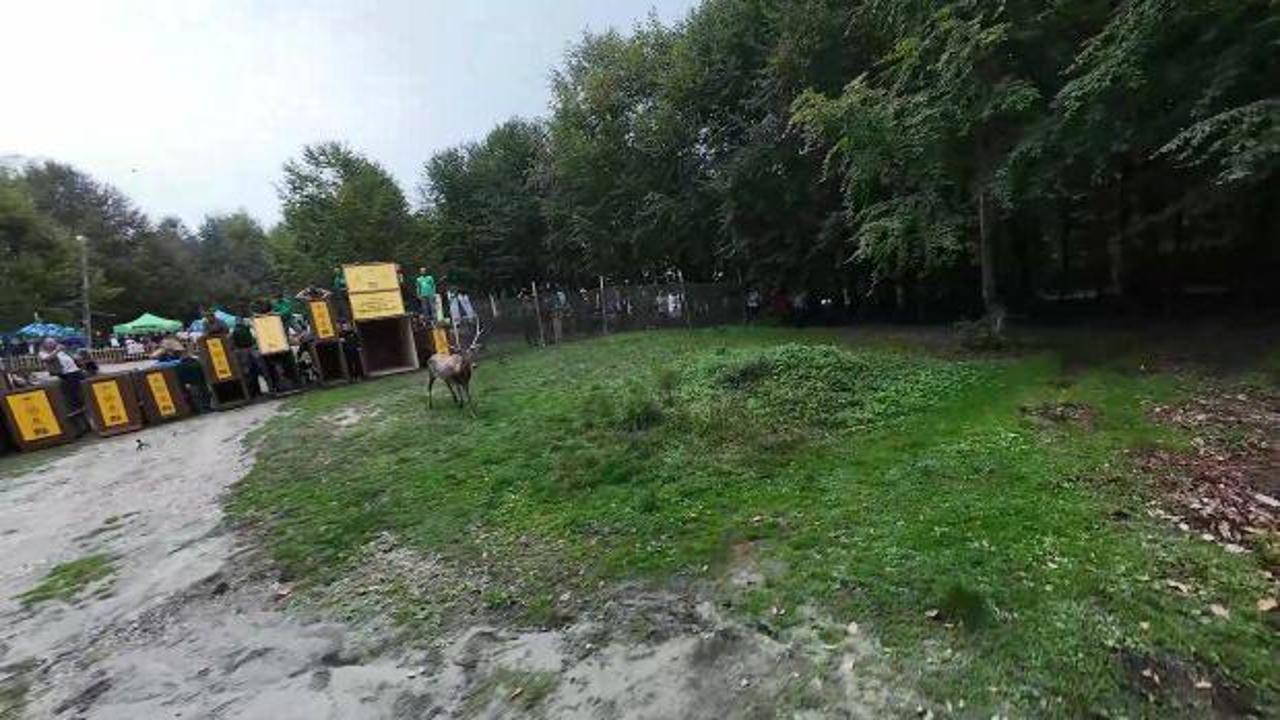 On Kızıl Geyik doğaya salındı
