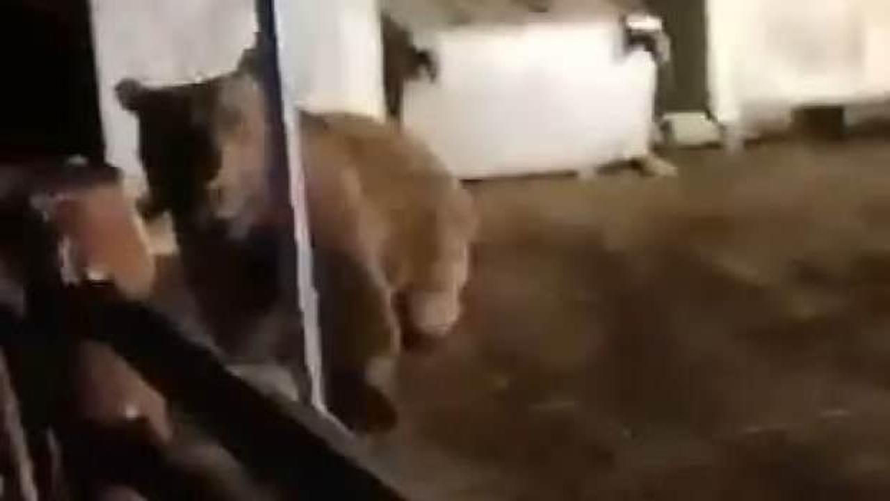 Ayıdan canını zor kurtardı! O anlar kamerada