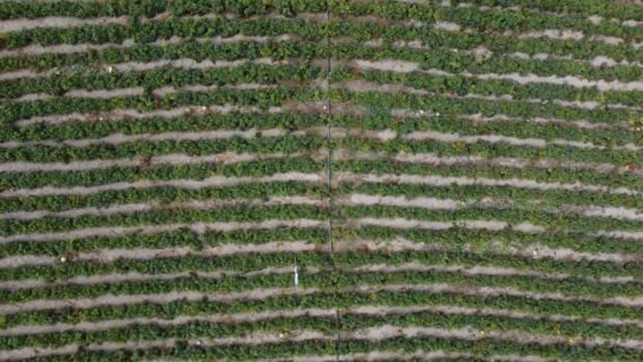 Bilecik'in tescilli "&Ccedil;ukur&ouml;ren biberi"nde kurutma mesaisi başladı