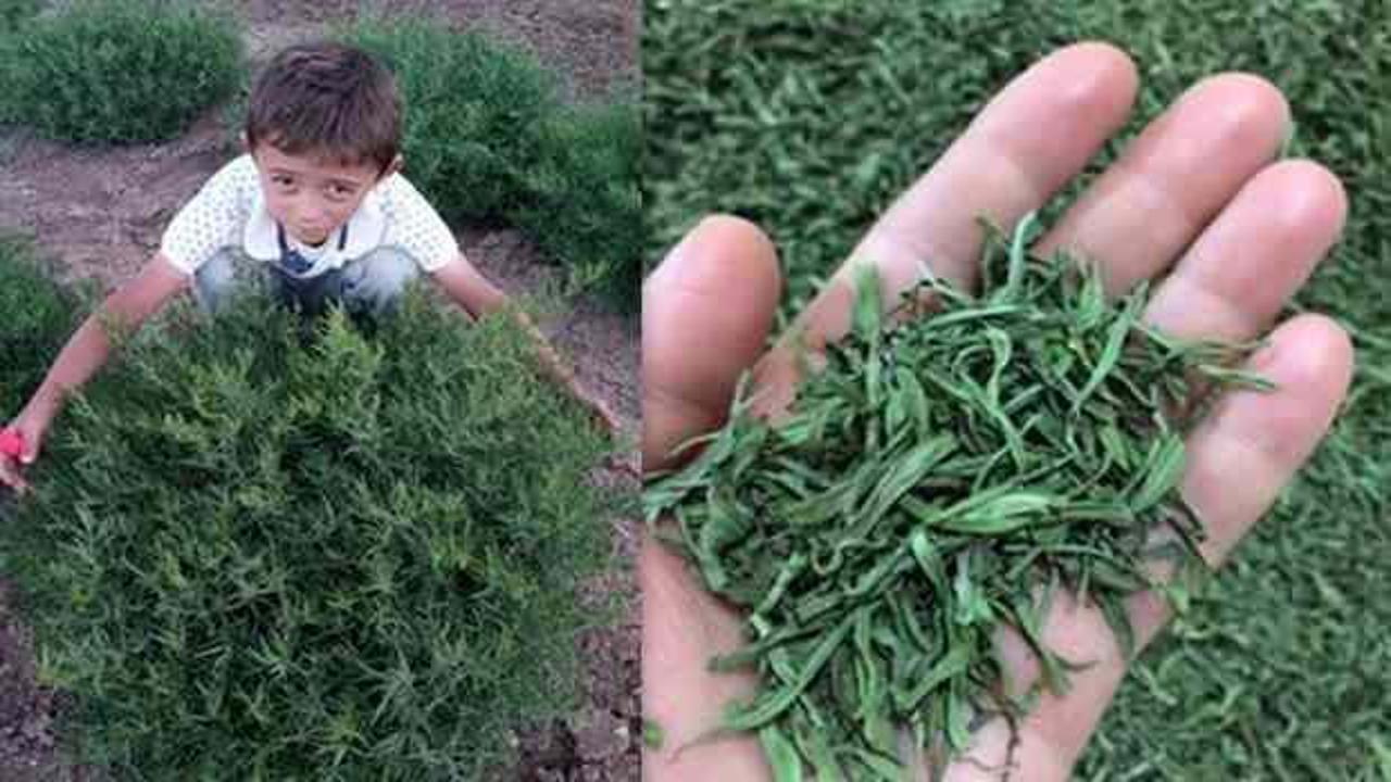 Binbir derde deva Bayburt tarhunu artık tescilli