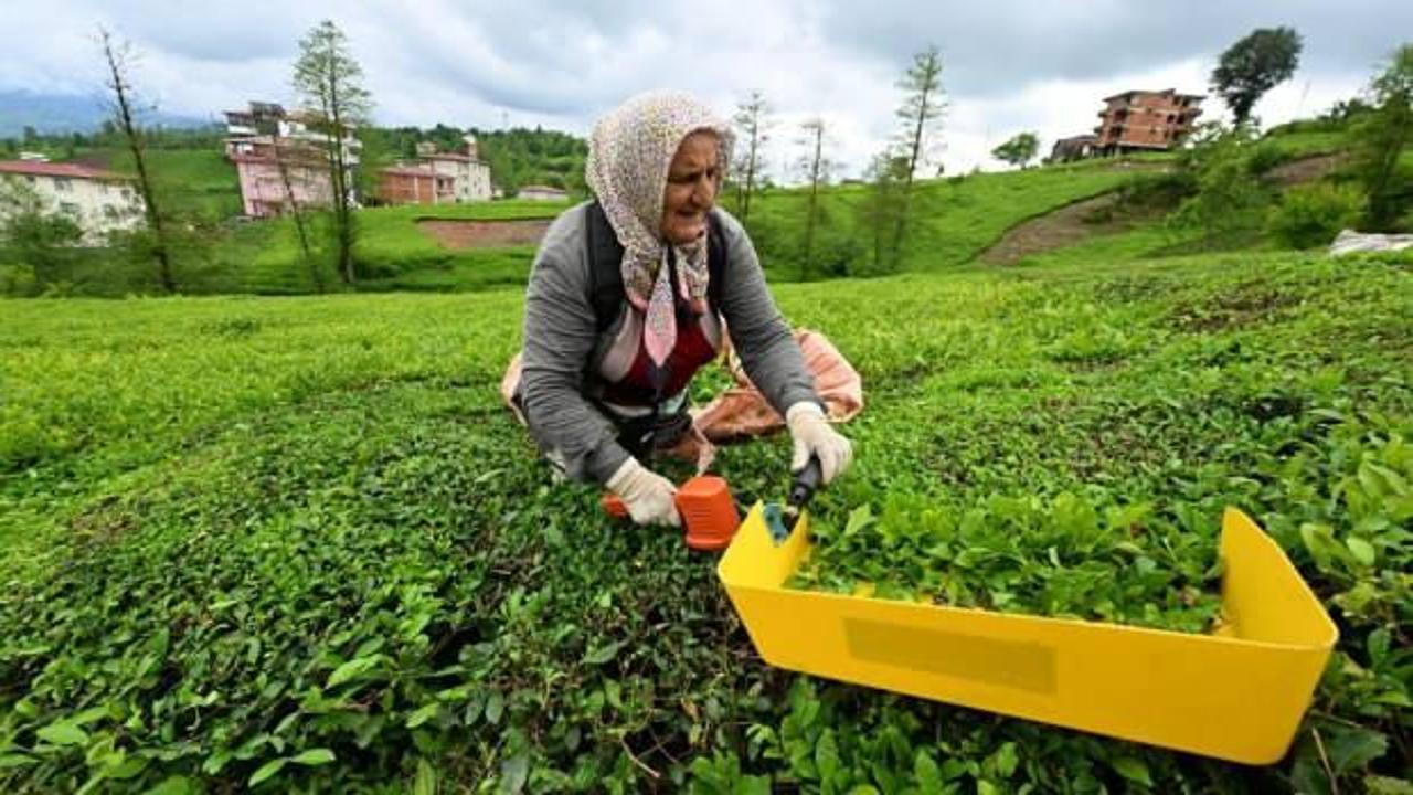 &Ccedil;AYKUR randevulu yaş &ccedil;ay alım sistemini kaldırdı