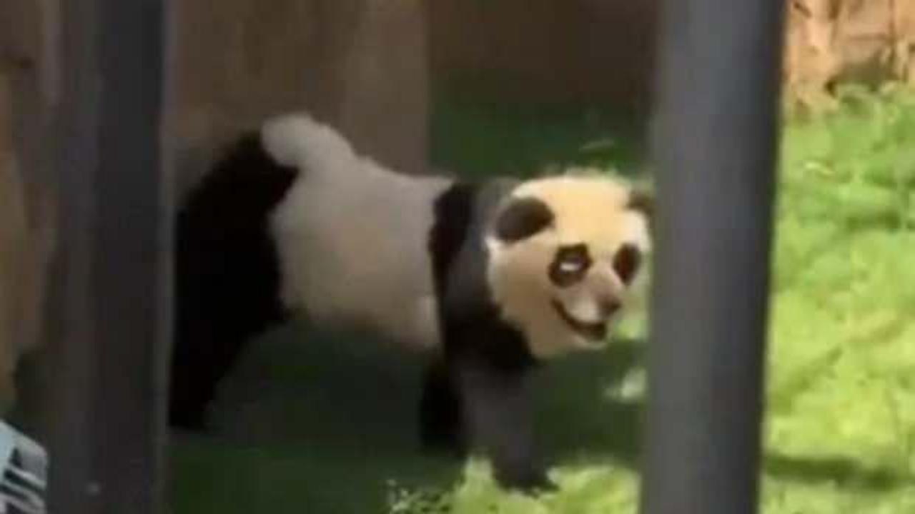 &Ccedil;in'de panda skandalı! Herkesi kandırmışlar...K&ouml;pek itirafı