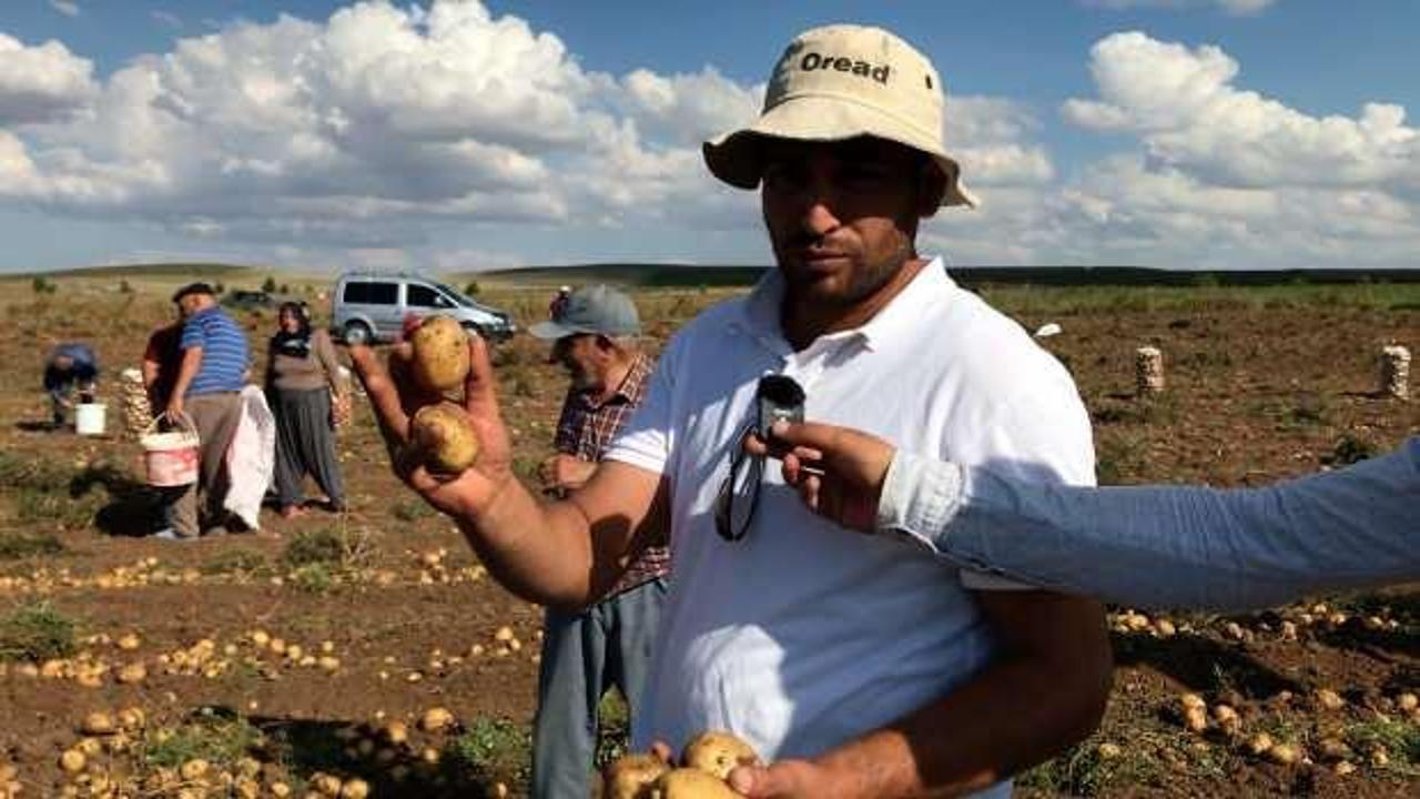 "Küçük" diye alınmayan patatesleri ücretsiz dağıttı!