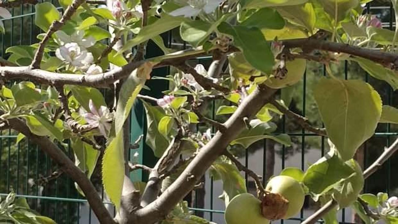 Bu ağacı g&ouml;renler şaşkına d&ouml;n&uuml;yor