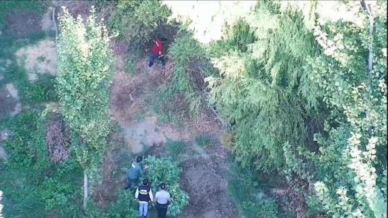 Diyarbakır&rsquo;da 7 bin 25 k&ouml;k Hint keneviri ele ge&ccedil;irildi