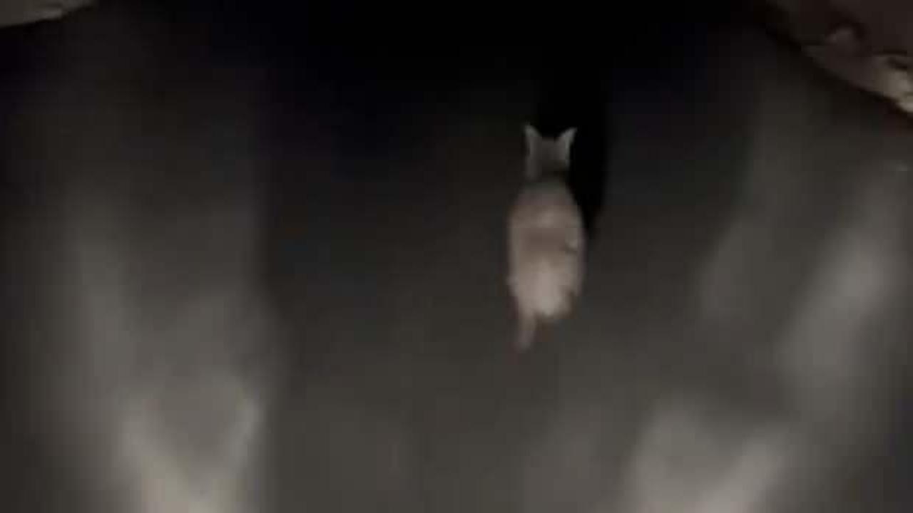 Fıstık hırsızı için pusuya yattı, bakın ne gördü 