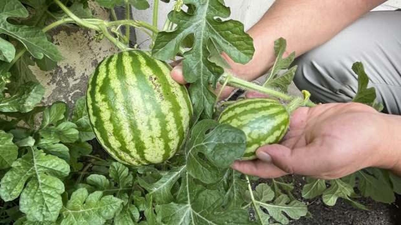 Karpuzun yetiştiği yeri görenler gözlerine inanamadı! 