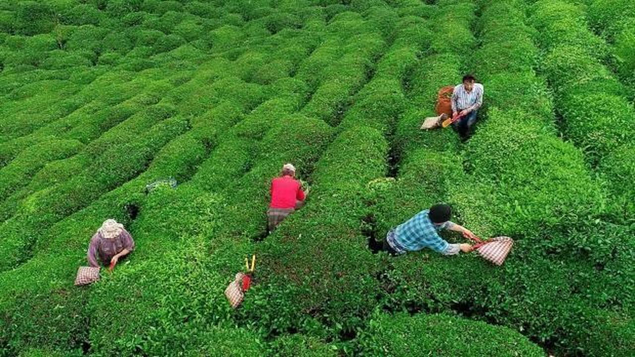 Rize'nin 8 aylık çay ihracatı 7,4 milyon dolar oldu