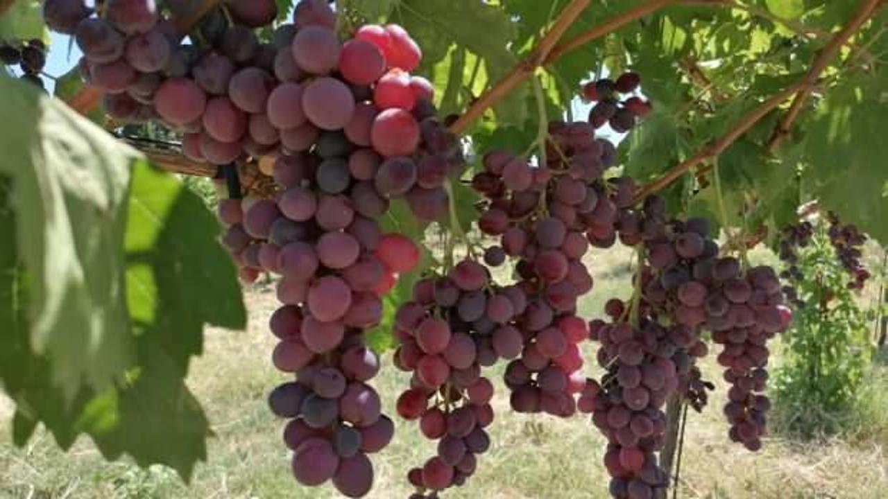 Tekirdağ'da yeni üzüm çeşitleri geliştiriliyor