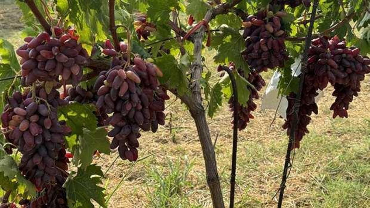 Tekirdağ'da yetiştirilen 50 yeni üzüm çeşidi tescil için gözlemlenecek