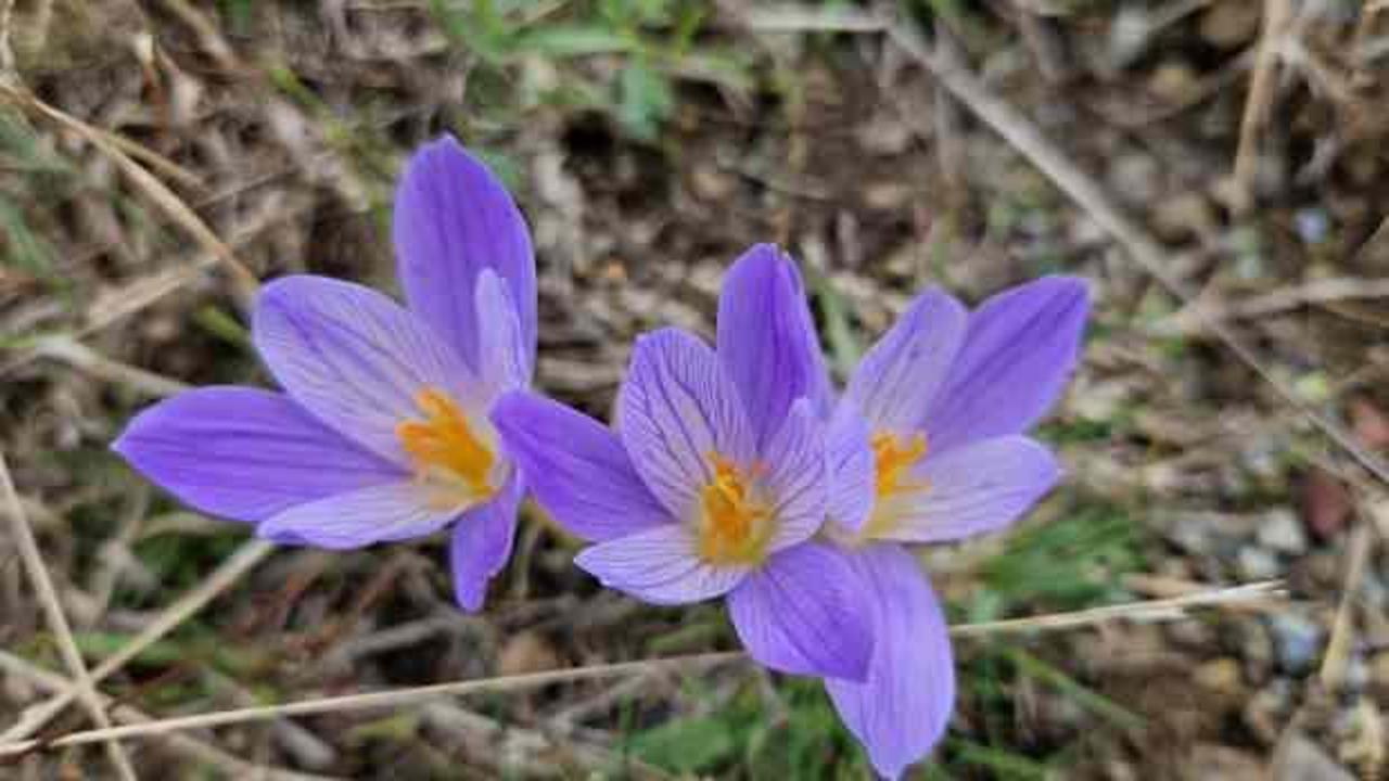 Yaylalar "vargit"lerin açmasıyla renklendi 