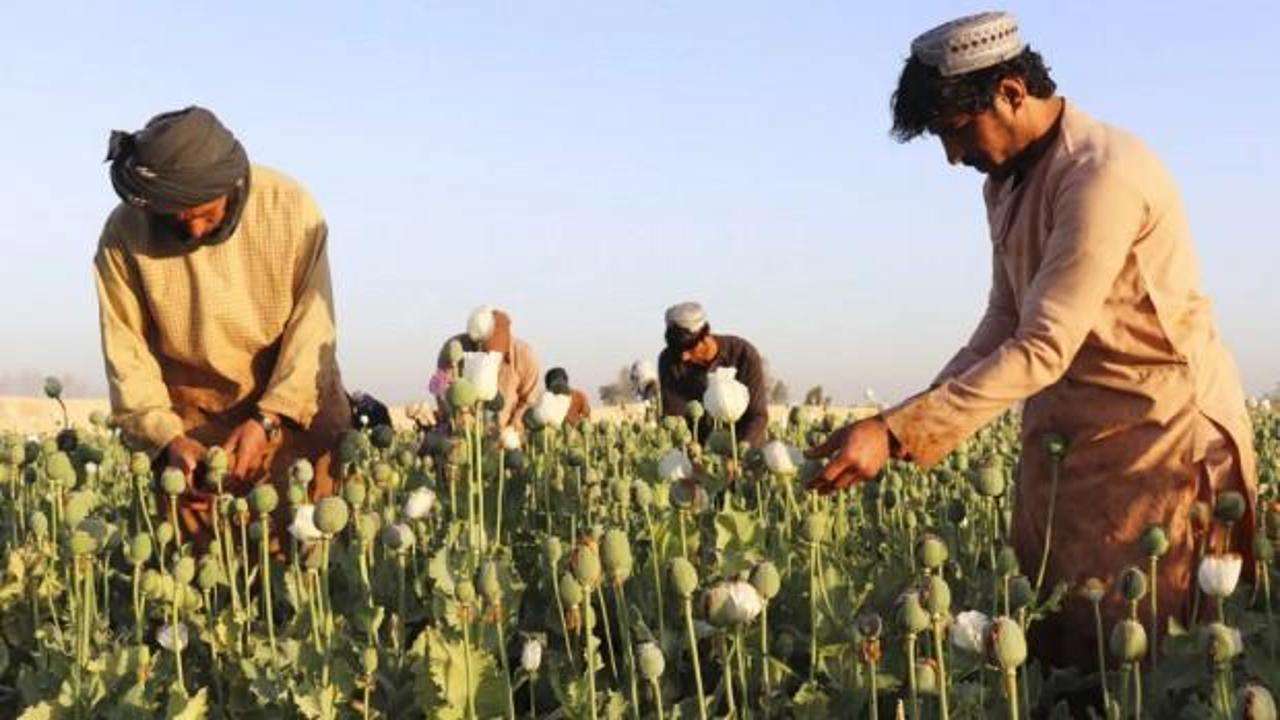 Afganistan'da uyuşturucu ekimi ve üretimi neredeyse sıfıra indi