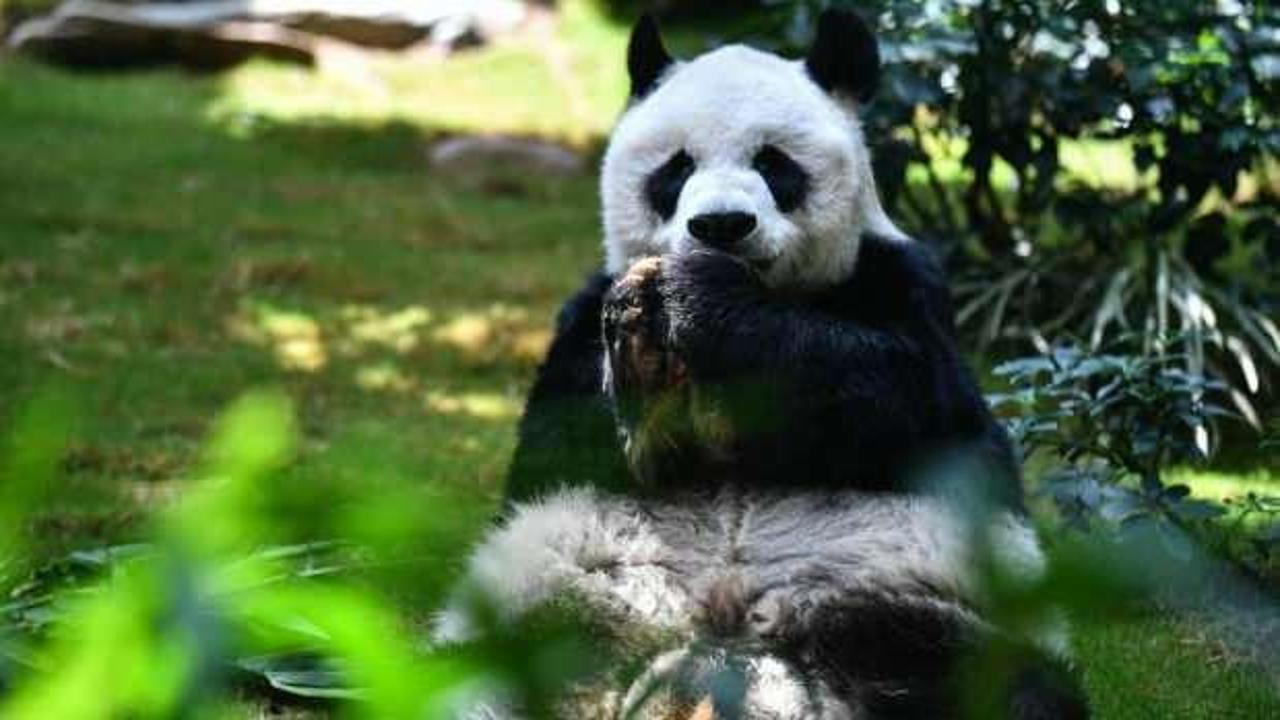 Enflasyon pandaları da vurdu! Karar verildi