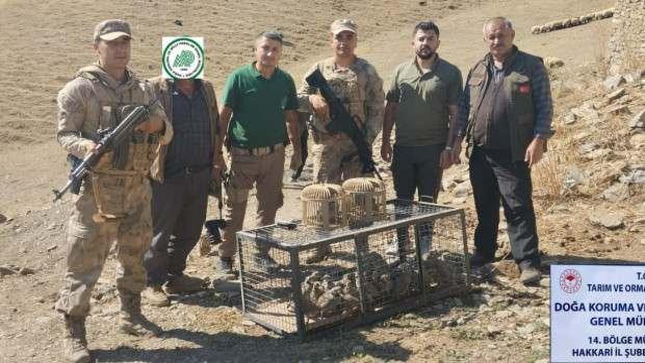 Hakkari'de yasa dışı keklik avına 138 bin 142 TL ceza