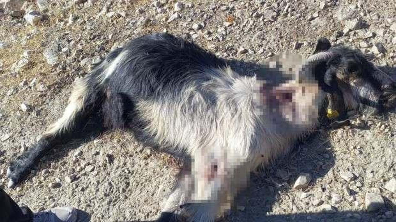 Katliam gibi olay: Denizli'de ke&ccedil;ilere kurşun yağmuru!