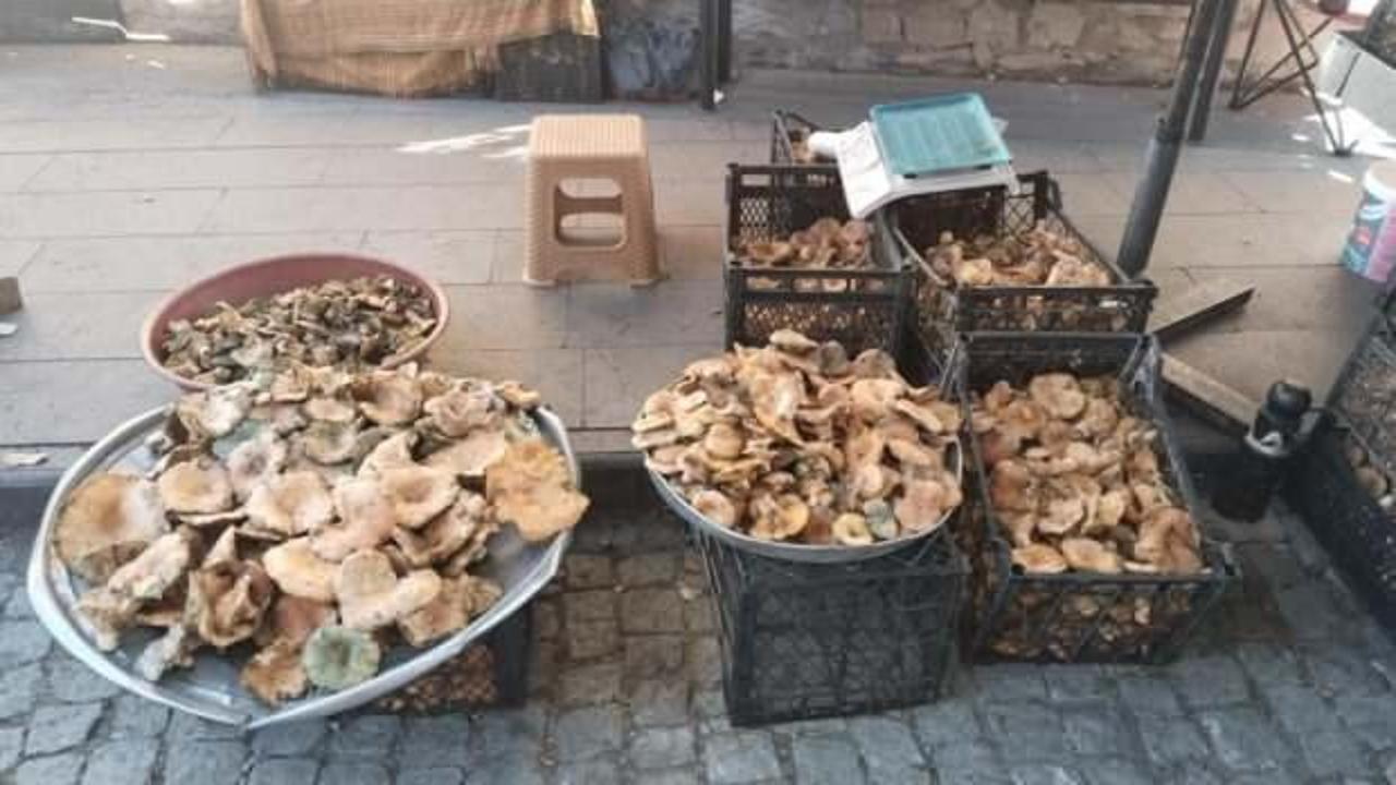 Kasa kasa kanlıca mantarında fiyatlar d&uuml;şt&uuml;