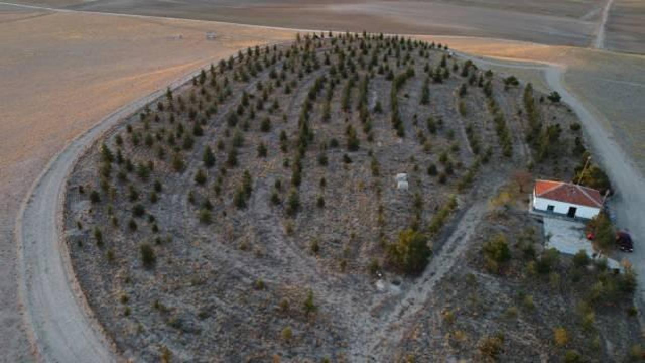 Mani bahşişleriyle bozkırı ormana &ccedil;evirdi