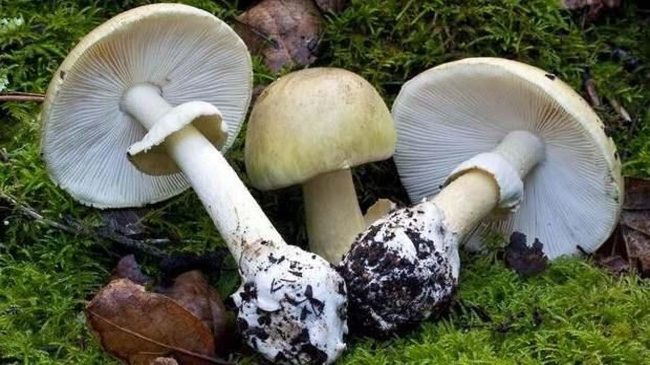 Mantar sezonu başladı: Korkutan haber!