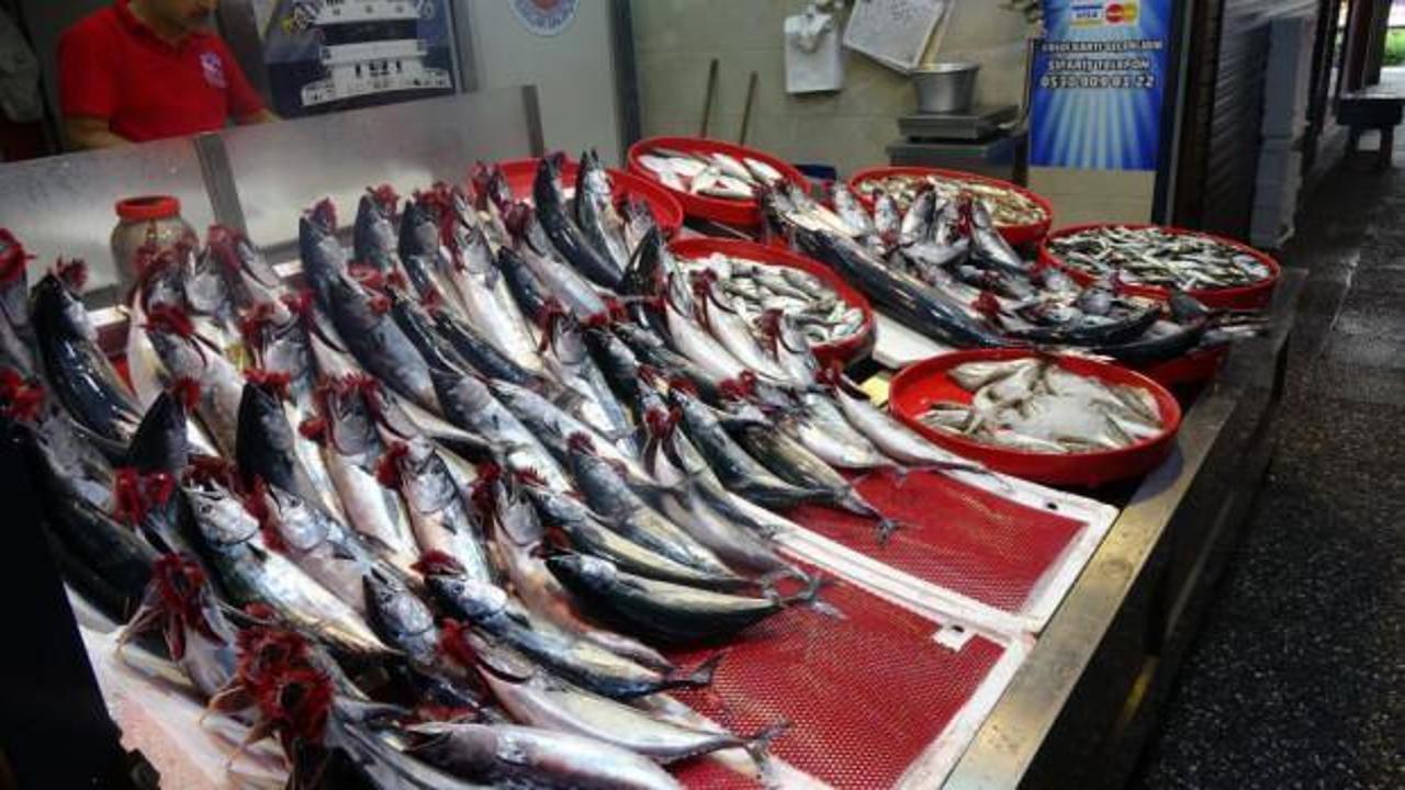 Palamutlar irileştik&ccedil;e fiyatı da arttı!