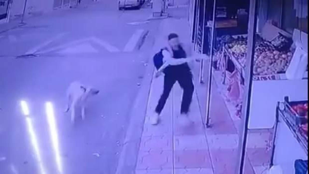  Başıboş sokak köpeği genç kıza dehşeti yaşattı! 