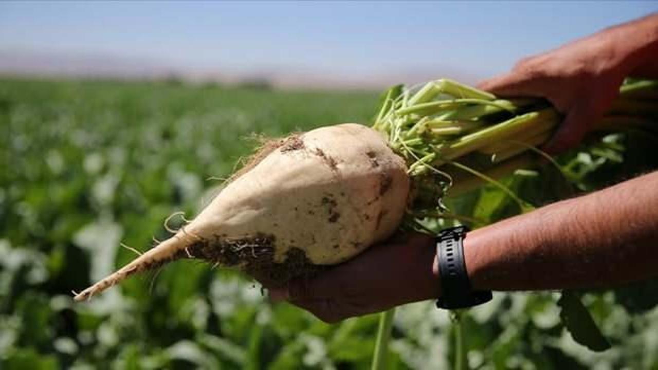 Şeker pancarı alım fiyatı ton başına 2 bin 375 lira olarak belirlendi