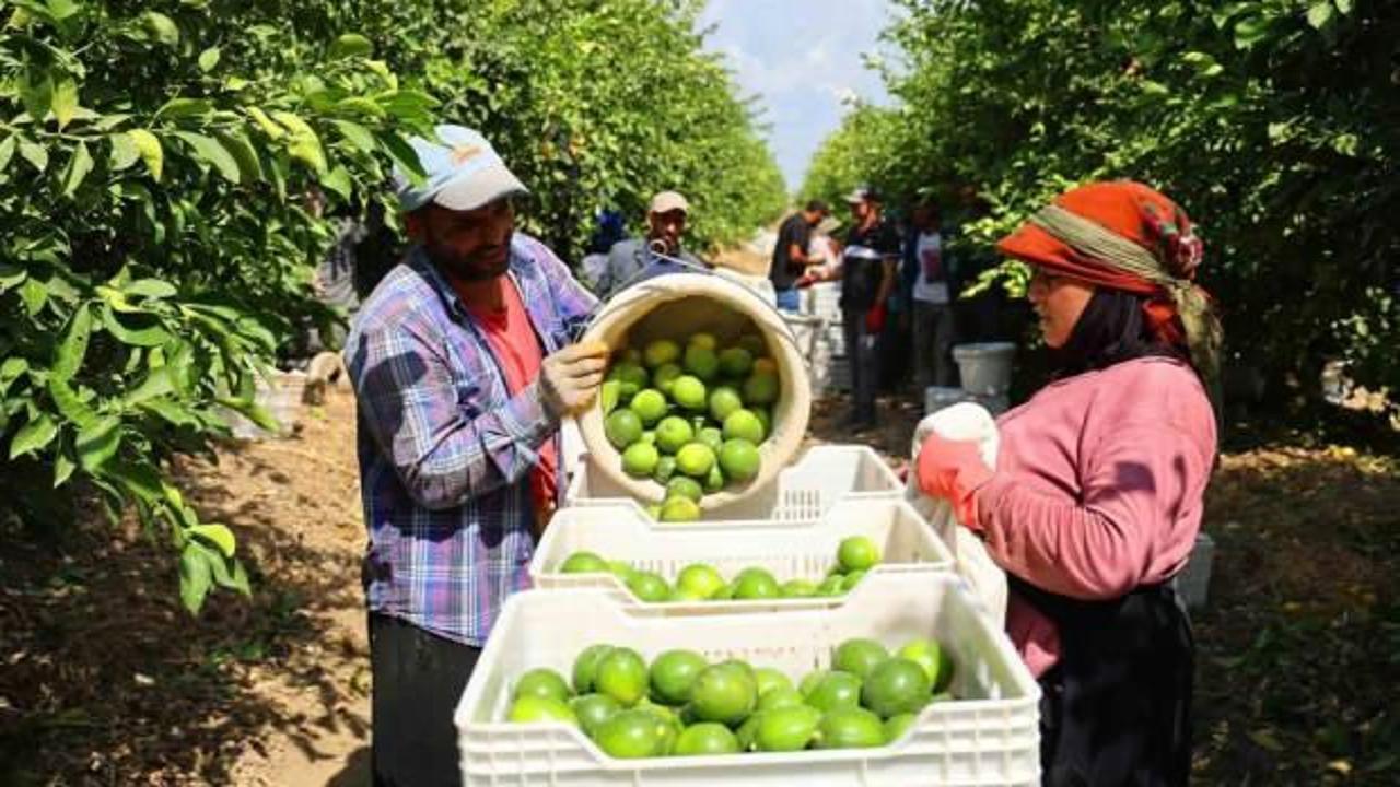Tarla ile market arasında makas açıldı! Tarlada 8, markette 25 TL