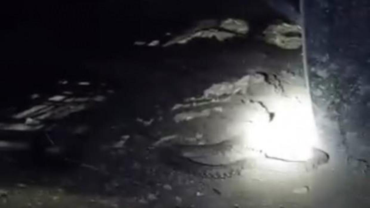 Tek ısırığı bir insanı &ouml;ld&uuml;r&uuml;yor! Bir ilimizde g&ouml;r&uuml;ld&uuml;