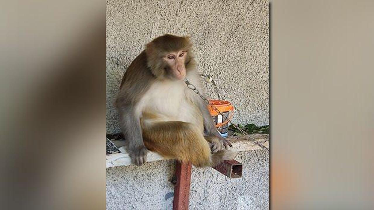 Adana bu olayı konuşuyor! Çocuğu ısıran maymunun sahibine dev para cezası