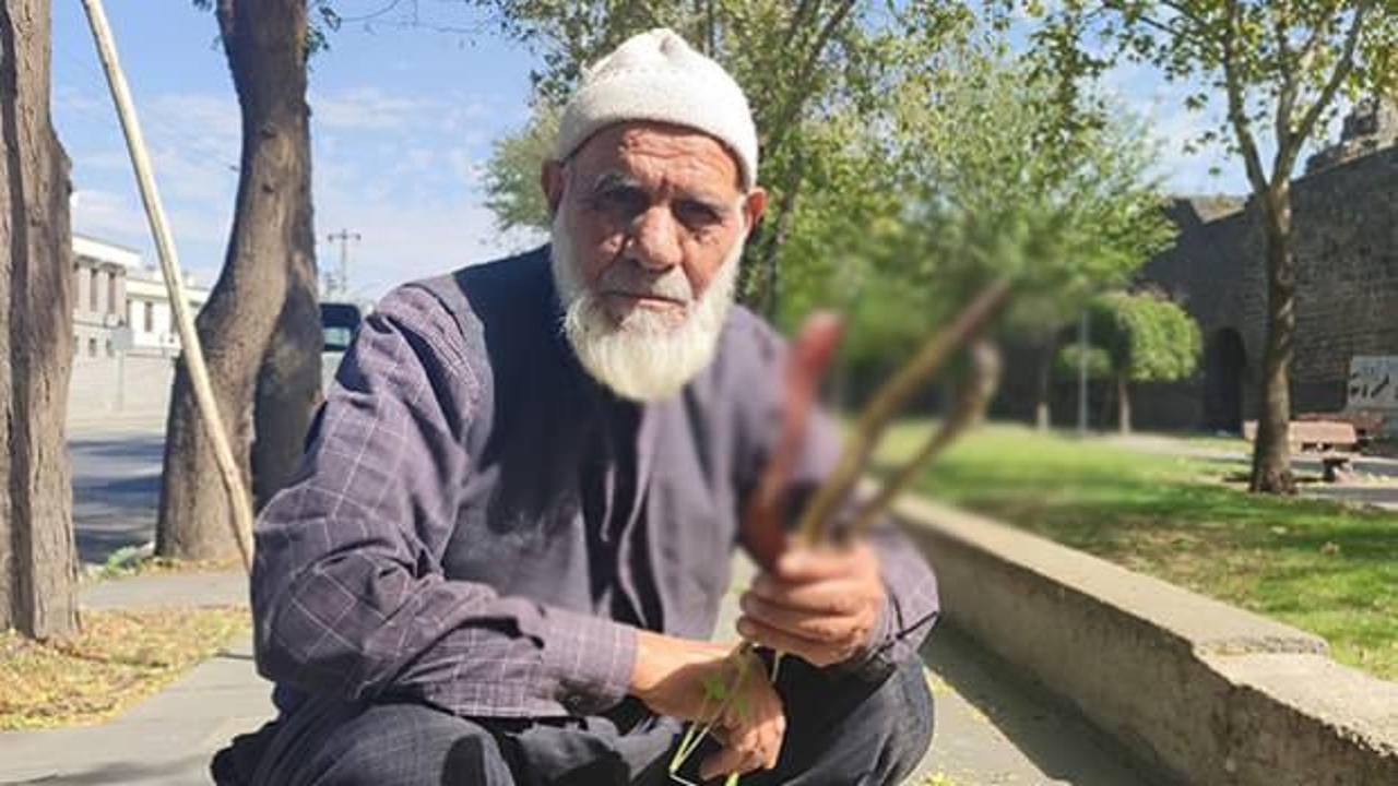 Bu bitkiyi yiyen hayvanlar bir ay i&ccedil;erisinde 4-5 kilo et kazanıyor