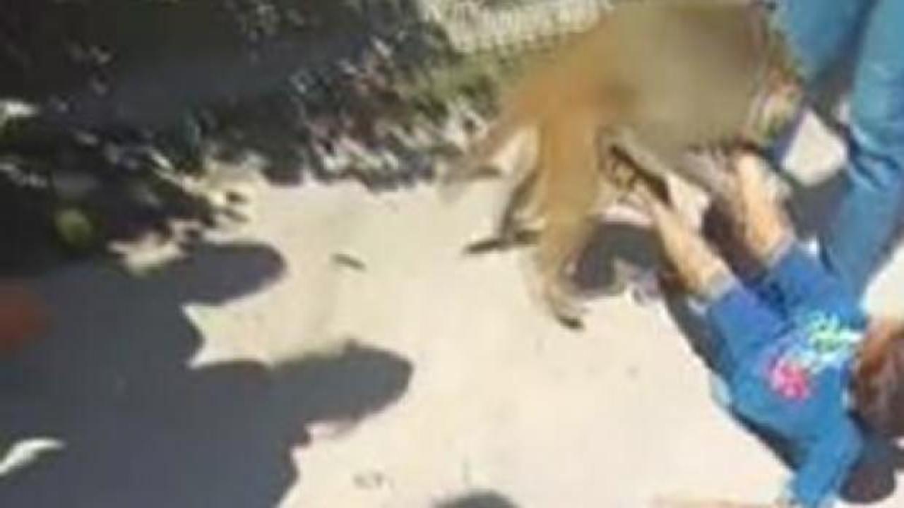 Bu kez saldırgan bir maymun! &Ccedil;ocuk dehşeti yaşadı