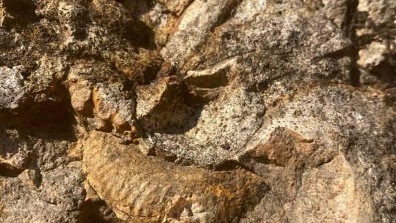 Bursa'da müthiş keşif: Tam 350 milyon yıllık...