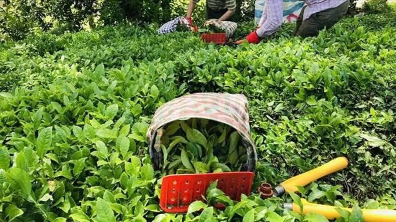 ÇAYKUR, yaş çay bedeli ödemelerine yarın başlayacak