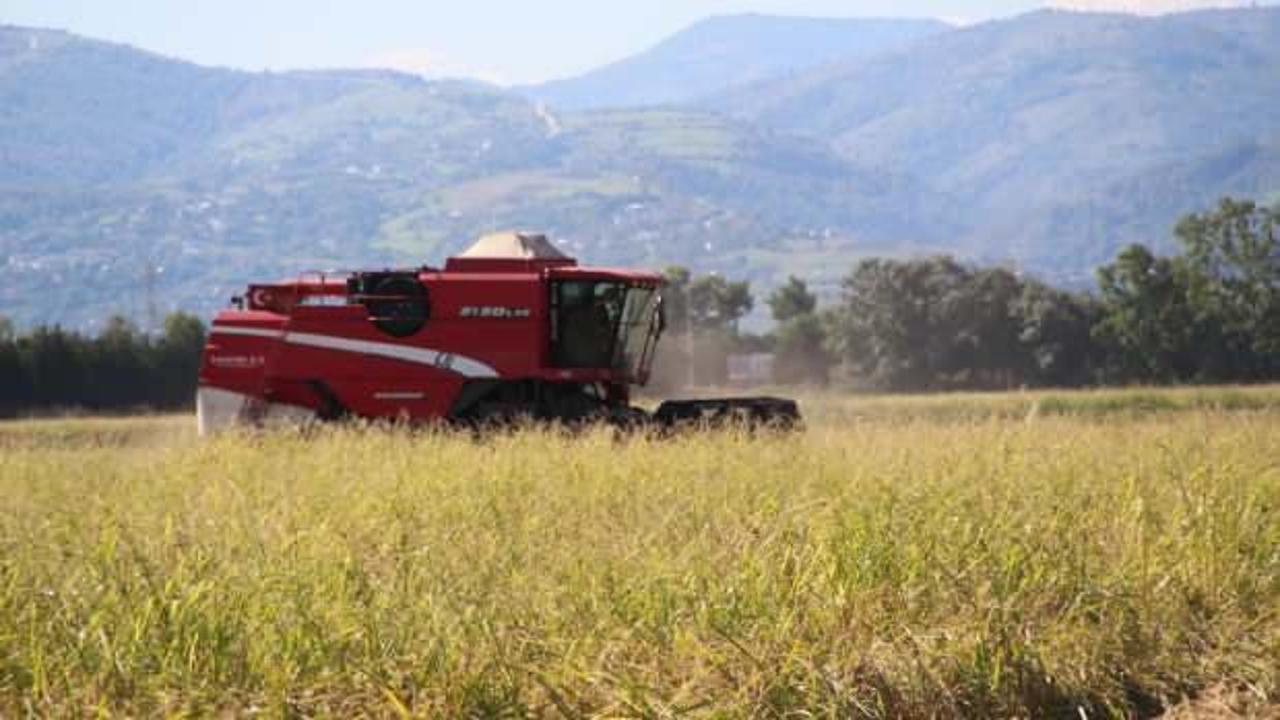 Çeltik üreticisi tedirgin! O hayvan tüm hasat için tehlike saçıyor