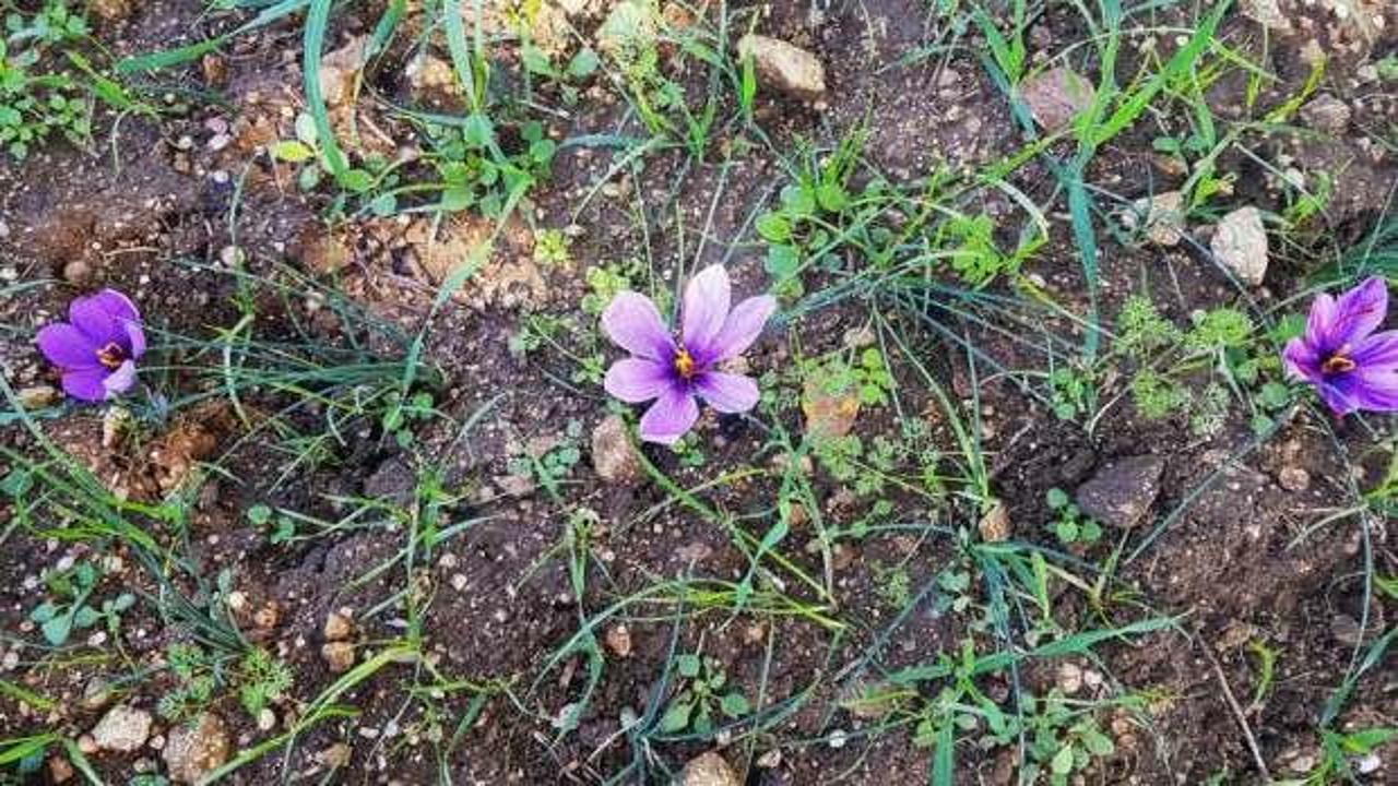 D&uuml;nyanın en pahalı baharatı &ccedil;i&ccedil;ek a&ccedil;maya başladı