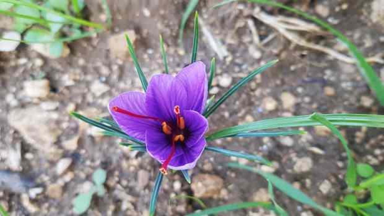 &ldquo;D&uuml;nyanın en pahalı baharatı" safran &ccedil;i&ccedil;ek a&ccedil;maya başladı