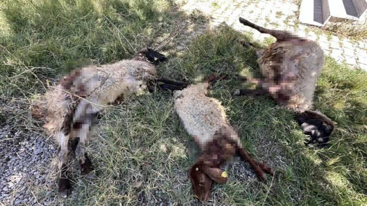 Hakkari'de başıboş köpek dehşeti: 6 koyun telef oldu!