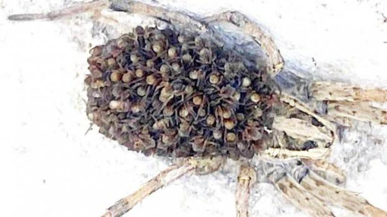 Konya'da g&ouml;r&uuml;ld&uuml;! Y&uuml;zlerce zehirli yavrusunu sırtında taşıyor