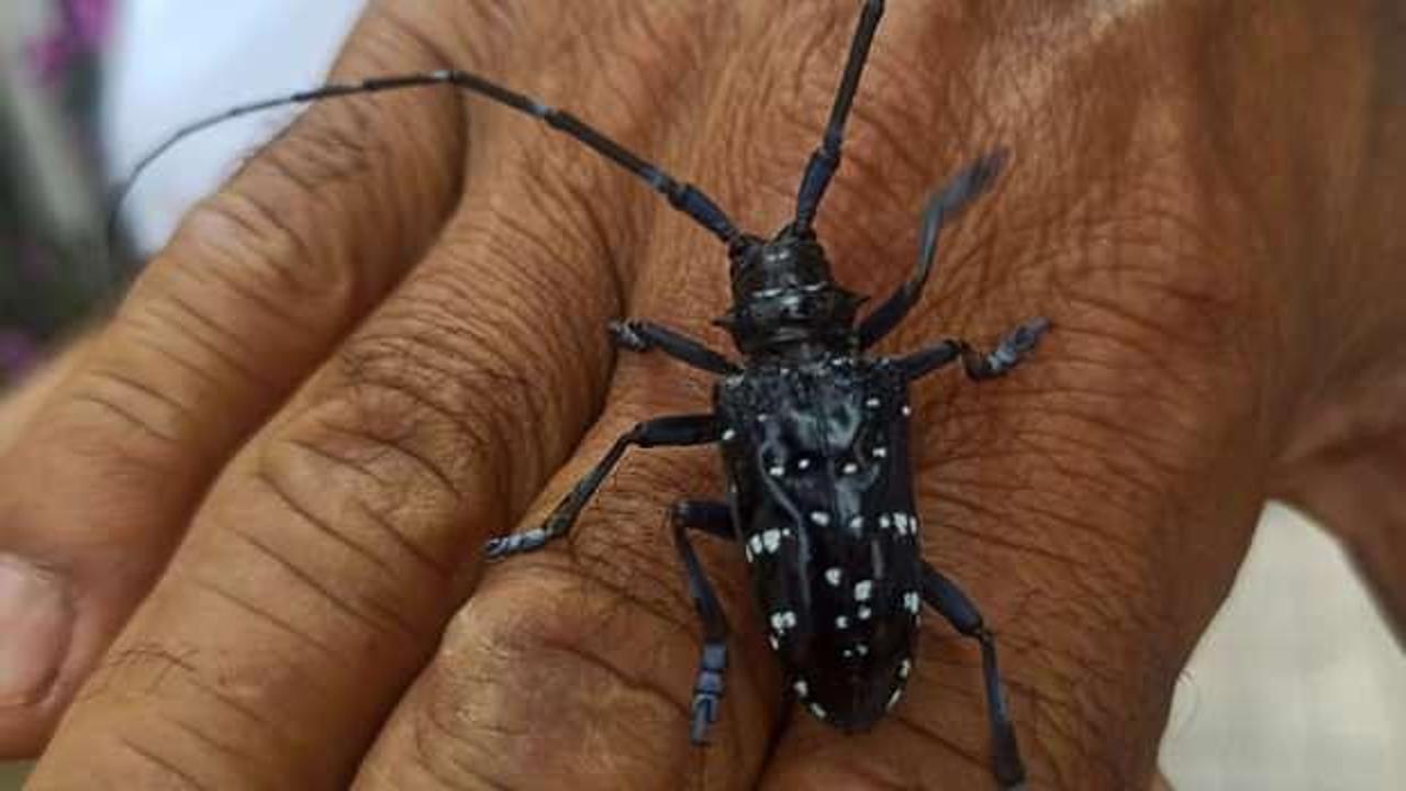 Muğla'da halk bu hayvan y&uuml;z&uuml;nden alarma ge&ccedil;ti