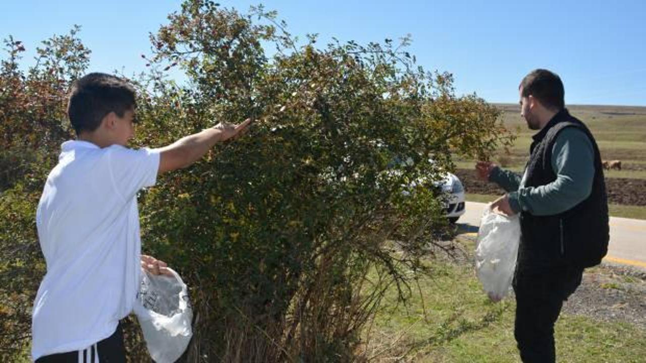 Kars'ta dağlarda yetişen kuşburnu kış i&ccedil;in toplanıyor