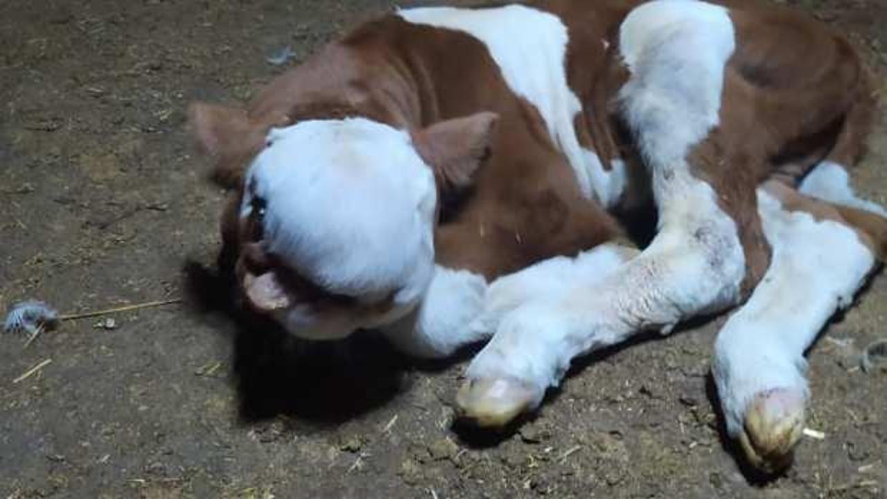 Yozgat'ta d&uuml;nyaya gelen hayvan korkuttu! İlk defa g&ouml;r&uuml;ld&uuml;...