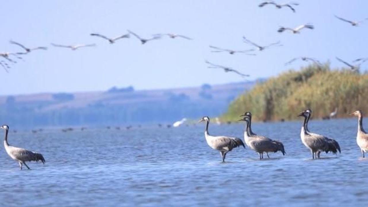 Adana göç eden turnaların mola durağı oldu 