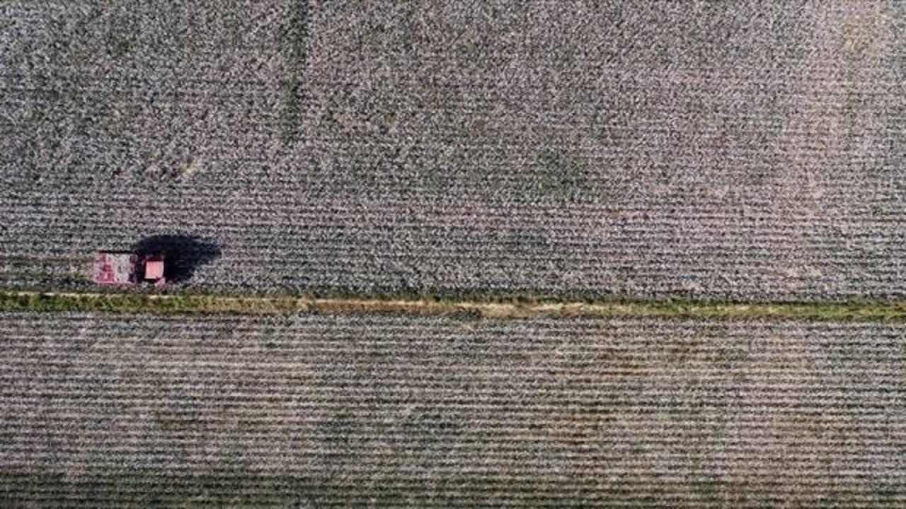 AB'den tescil alan S&ouml;ke pamuğunda kuraklık, verimi olumsuz etkiledi