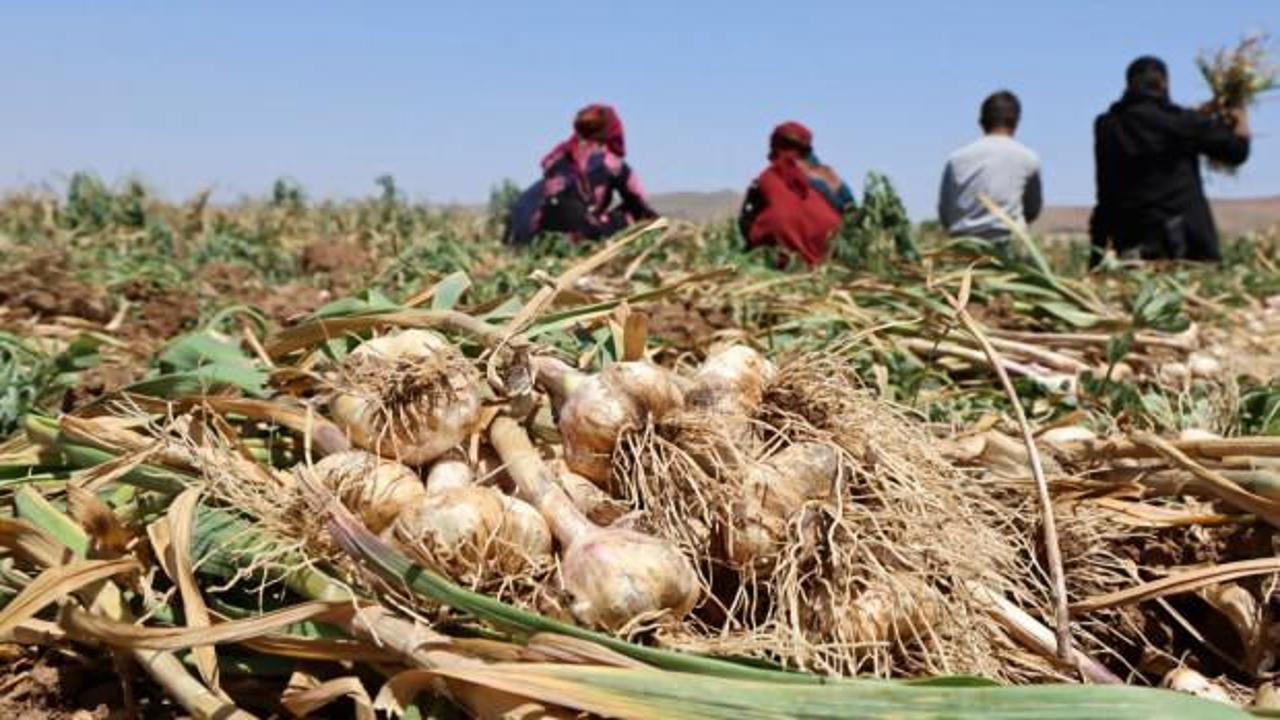 Aksaray'ın organik sarımsağına yurtdışından talep arttı