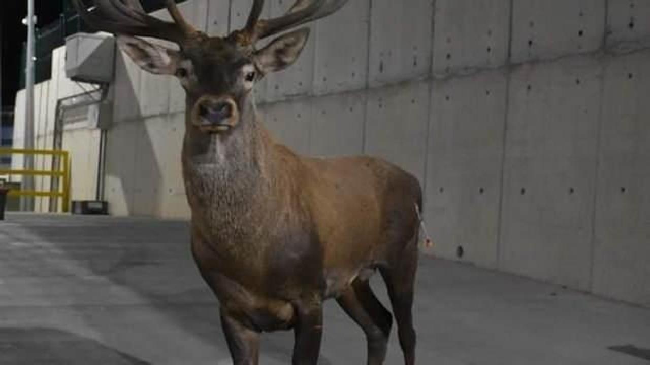 Bakan Yumaklı, İzmir'de bulanan geyik hakkında a&ccedil;ıklama yaptı