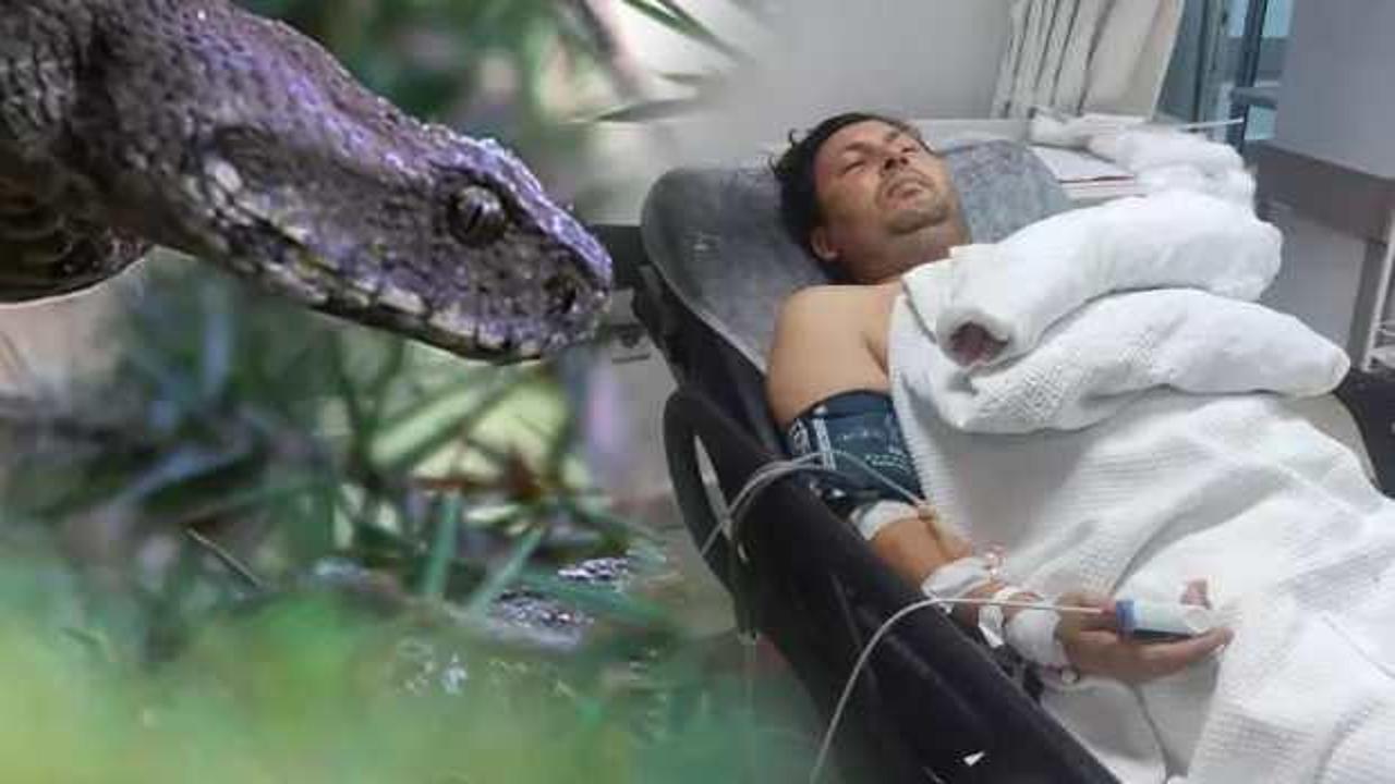 Dünyanın en zehirli yılanı zeytin toplayan adamı soktu - Haber 7 YAŞAM