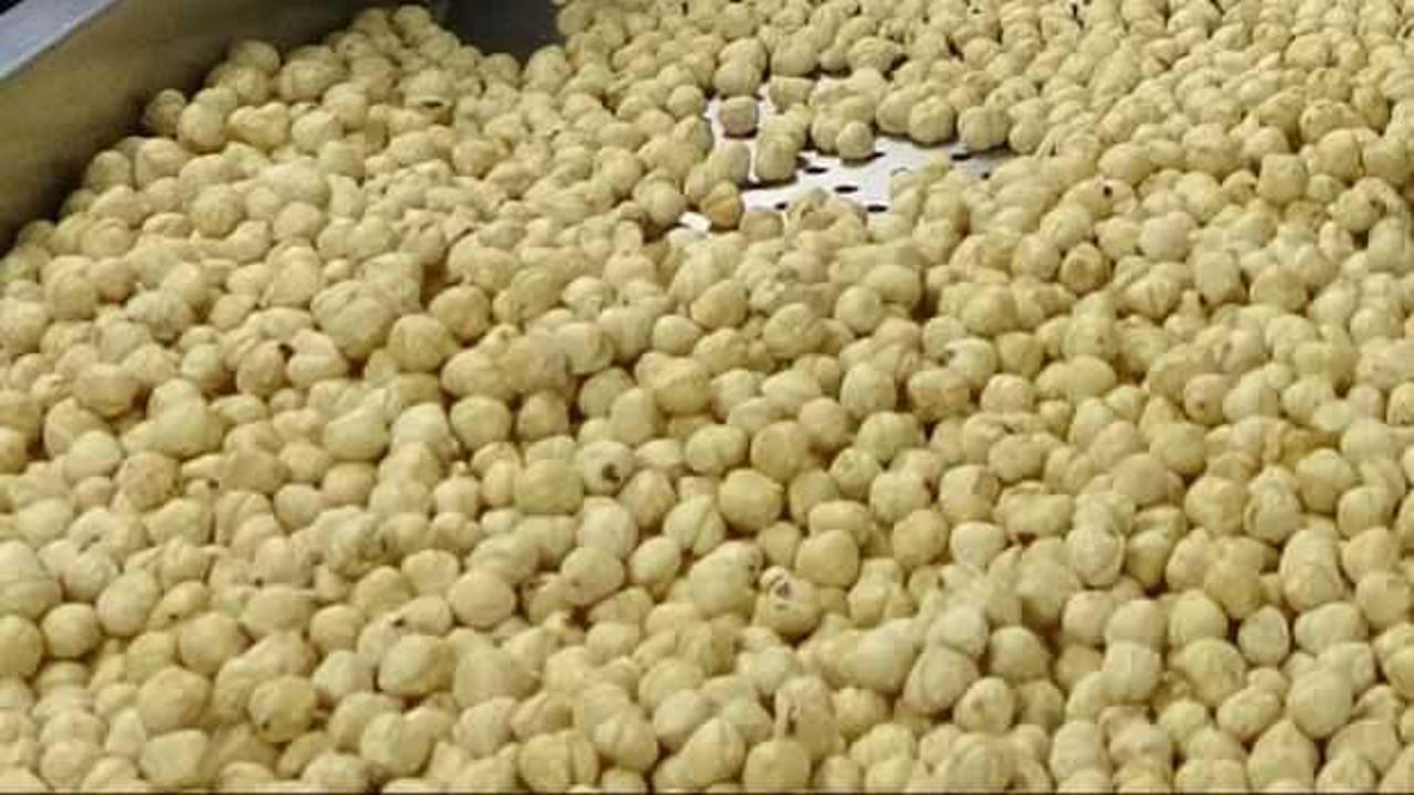 Fındıkta hasat ve kurutma bitti; kırma, kavurma ve paketleme d&ouml;nemi başladı