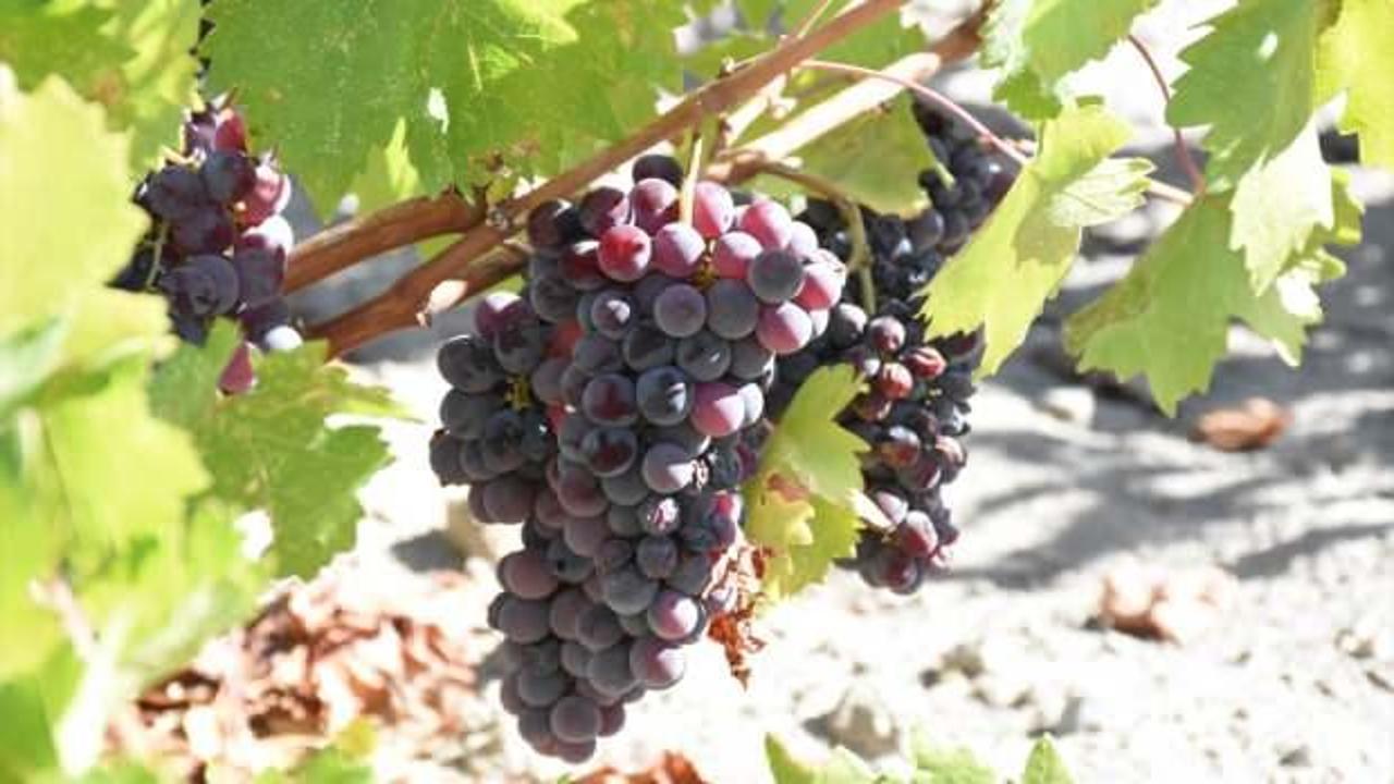 Kapadokya'nın &uuml;z&uuml;mlerinden yapılan &uuml;r&uuml;nler Avrupa'ya g&ouml;nderiliyor