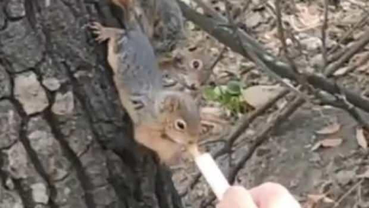 Kesilen ağa&ccedil;tan &ccedil;ıkan hayvanlar şaşkınlık yarattı