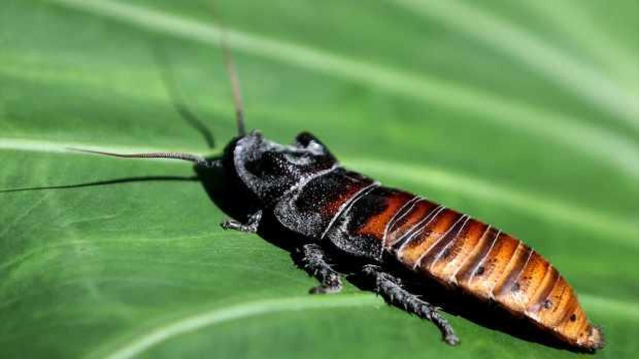 Konya'da g&ouml;r&uuml;ld&uuml;! Bu b&ouml;cek yılan sesi &ccedil;ıkartıyor!