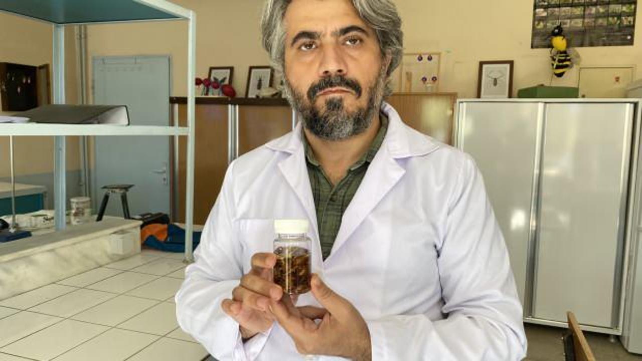 Konya'da yeni bir akrep türü keşfedildi: Eşinin ismini verdi!